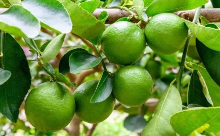 آغاز برداشت لیموترش از ۴۵۰۰ هکتار باغ‌های شهرستان قیروکارزین