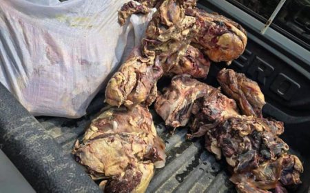 کشف و معدوم‌سازی ۱۲۰ کیلو گوشت فاسد در بندرعباس