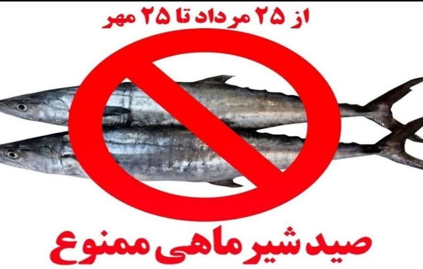 صید ماهی شیر در استان بوشهر ممنوع شد