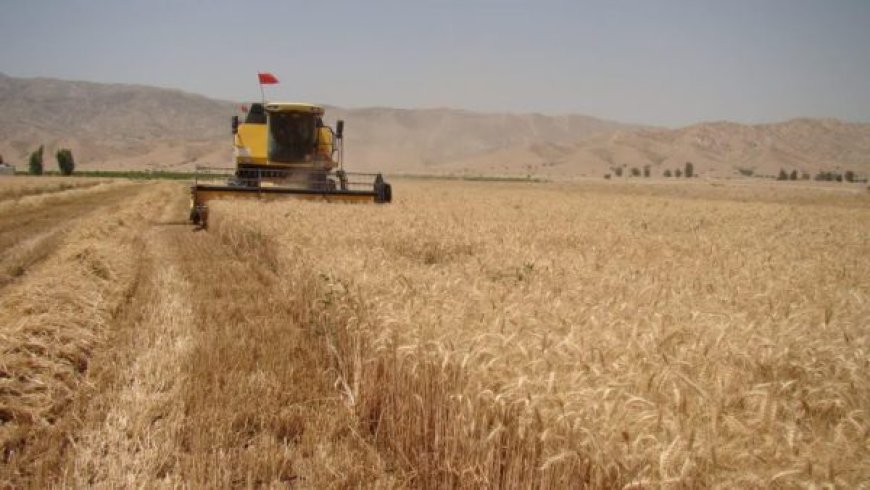 آغاز برداشت گندم از ۱۷ هزار هکتار مزارع سپیدان