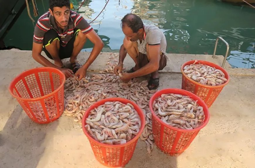 میگو در بوشهر| از غذای سنتی تا کالای لوکس