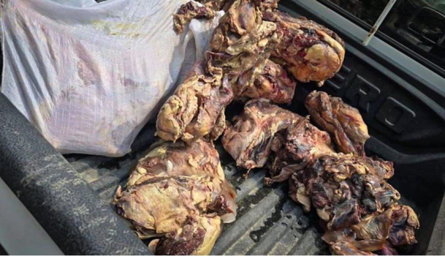 کشف و معدوم‌سازی ۱۲۰ کیلو گوشت فاسد در بندرعباس