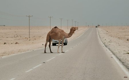 سایه مرگبار شترهای سرگردان همچنان بر جاده‌های هرمزگان