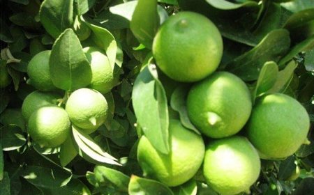 برداشت لیمو ترش بخش رودخانه