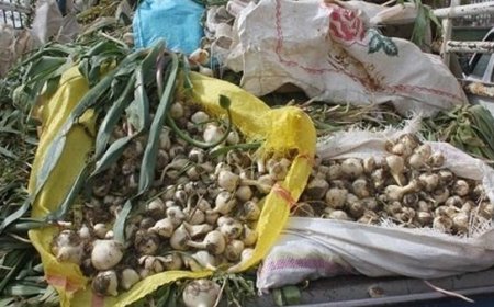 کشف ۴ تن گياه دارویی آویشن در "استهبان"