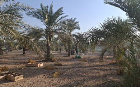 پیش بینی برداشت ۳۰ هزار تن خرما از کارون
