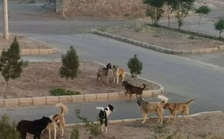 شهروندخبرنگار/ جولان سگ‌ها کنار بیمارستان در عالیشهر، فاز ۲
