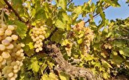 برگزاری جشنواره انگور در روستای دشت دیده‌بان بخش دشمن زیاری ممسنی
