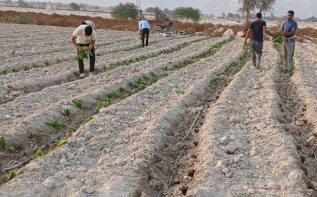 آغاز کشت تنباکو در یک هزار هکتار از اراضی کشاورزی شهرستان بندرلنگه