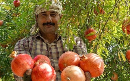 فیلم/برداشت انار درمنطقه گردشگری منگره
