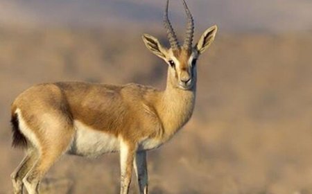 احیای آهوی جبیر در پارک ملی نایبند بوشهر