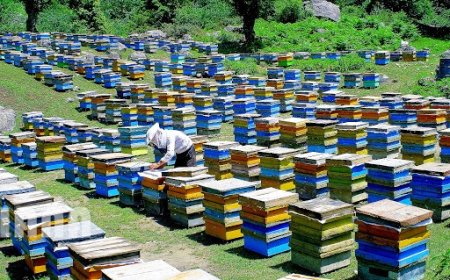  اجرای طرح سرشماری زنبورستان‌های استان کهگیلویه وبویراحمد