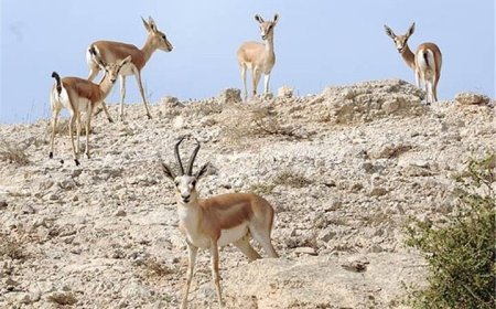 علوفه برای حمایت از آهوی خارگی تأمین شد