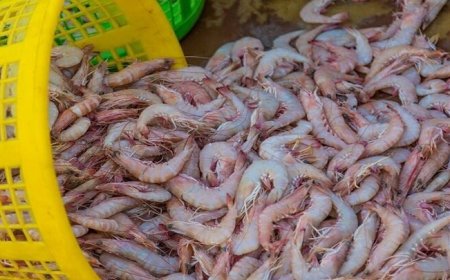 کشف ۵۳۶ کیلوگرم میگوی صید شده غیرمجاز در ایام دریابست هرمزگان