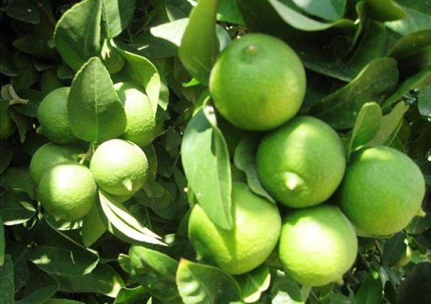 برداشت لیمو ترش بخش رودخانه