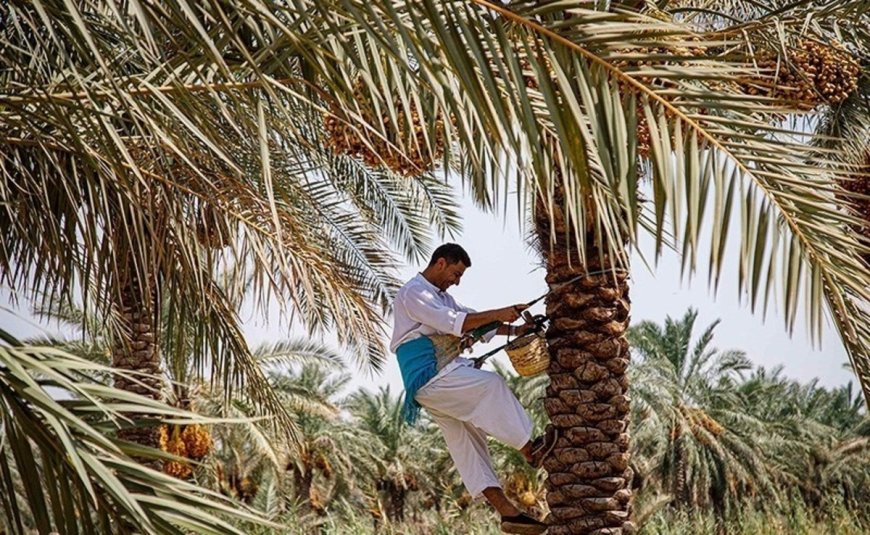 پیش‌بینی کاهش ۱۵ درصدی برداشت خرما در شادگان؛ نیاز فوری به انتقال آب از کارون