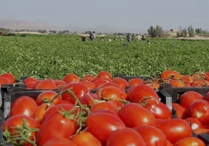میناب، پایتخت گوجه‌فرنگی جنوب