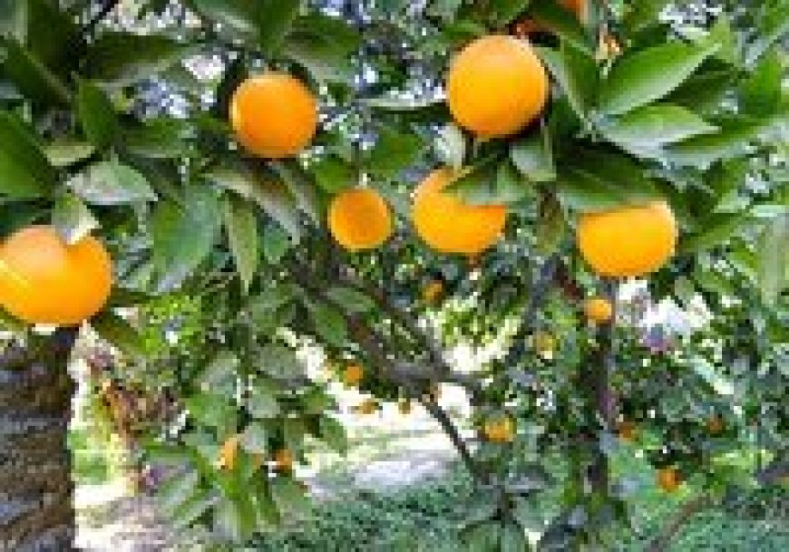 کاهش ۱۰ درصدی برداشت مرکبات در کهگیلویه و بویراحمد