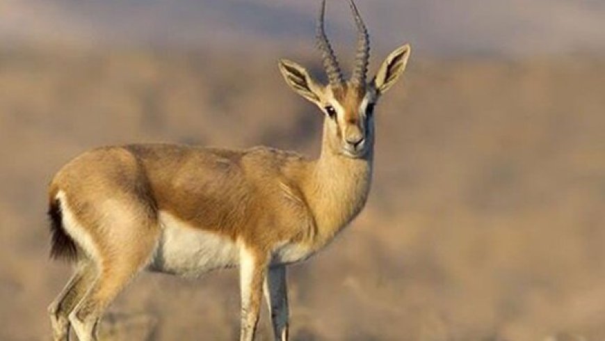 احیای آهوی جبیر در پارک ملی نایبند بوشهر