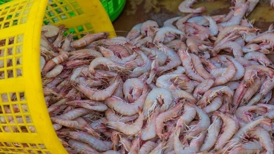 کشف ۵۳۶ کیلوگرم میگوی صید شده غیرمجاز در ایام دریابست هرمزگان