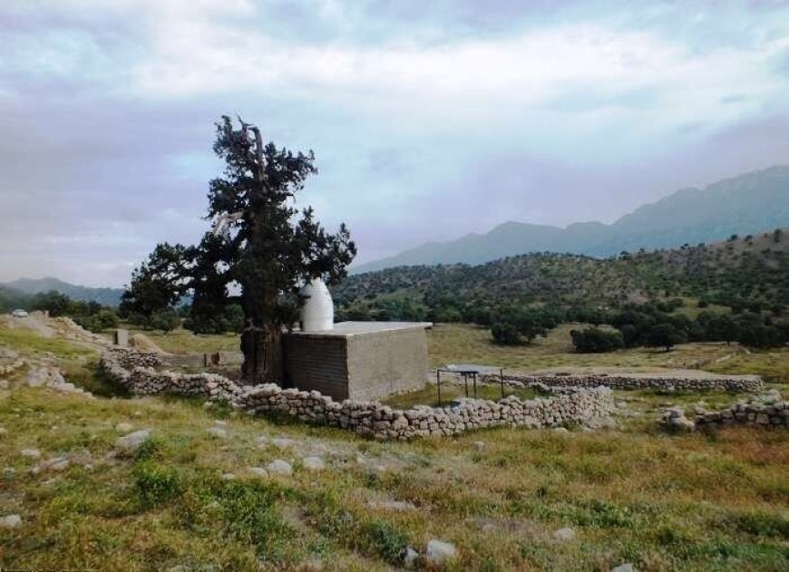 ساماندهی درخت سرو لارباشت
