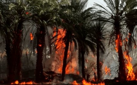 ۱۸ هزار نخل آبادان در شعله‌های آتش خاکستر شد