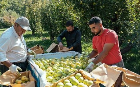 خرید توافقی سیب از باغداران کهگیلویه و بویراحمدی
