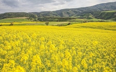 ضرورت کشت دانه‌های روغنی کلزا و کاملینا 