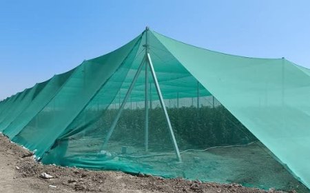 اولین گلخانه تابع اقلیم در بیضا به بهره برداری رسید