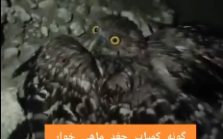 جغد ماهی خوار کمیاب در تور ماهیگیری رودخانه مارون کهگیلویه