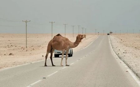 شترهای سرگردان دوباره در جاسک حادثه آفریدند