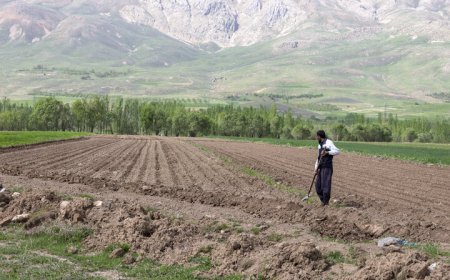 سایه سنگین خشکسالی برگچساران