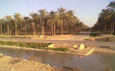 آبیاری نخیلات دشتستان از سد رئیسعلی دلواری آغازشد