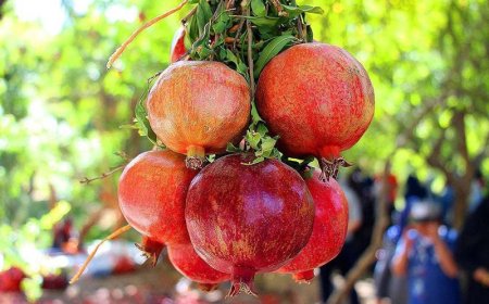 آغاز سومین جشنواره انار دزپارت