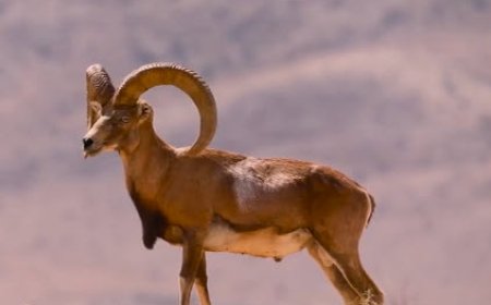 لارستان زیستگاه کوچکترین قوچ جهان