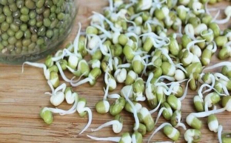 آغاز برداشت مکانیزه محصول ماش در شهرستان دزفول