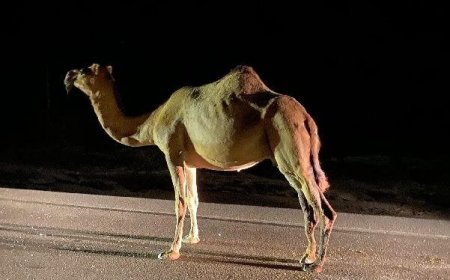 لزوم جمع‌آوری و کنترل شترهای سرگردان در محورهای مواصلاتی شهرستان بستک