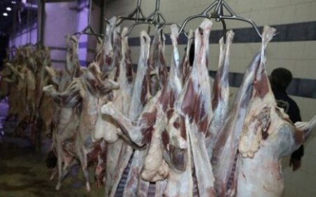 چرایی گرانی گوشت قرمز و مرغ؛توزیع ۲۵۲ مرغ منجمد در کهگیلویه و بویراحمد