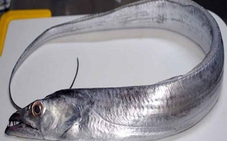 ۲۲۲ میلیون دلار ماهی یال اسبی صیدشده از آب‌های جنوب به چین صادر شد
