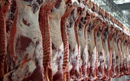 علت گرانی مرغ و گوشت قرمز از زبان جهاد کشاورزی