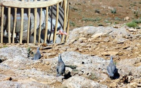 کشف و جمع‌آوری ابزارهای صید غیرمجاز در سیریک
