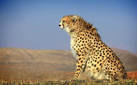 فیلم/نگهبان ؛تعادل زیست بوم در پارک ملی دنا