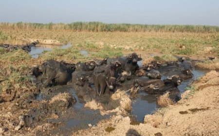 صدور دستور رهاسازی آب به سوی هورالعظیم