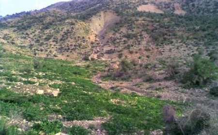 فیلم/طبیعت زیبای منطقه دمچنار کوه سیوک