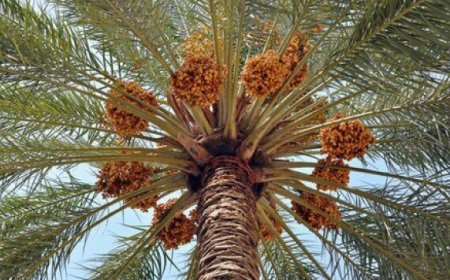 خرمای بوشهر راهی بازارهای خارجی شود؛ لزوم توسعه صنایع تبدیلی و فرآوری