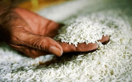 رنجی که به جان برنج افتاد