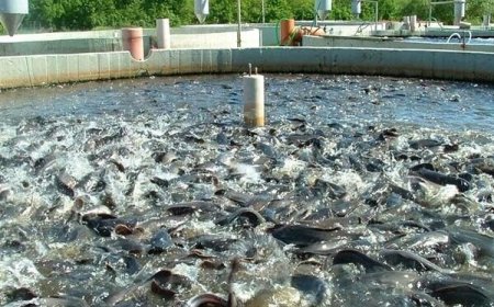 راه‌اندازی رسمی رشته شیلات در هنرستان کشاورزی شهید باهنر شوشتر