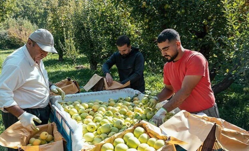 خرید توافقی سیب از باغداران کهگیلویه و بویراحمدی
