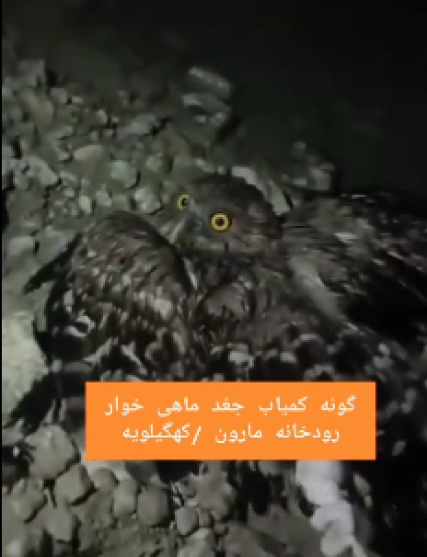 جغد ماهی خوار کمیاب در تور ماهیگیری رودخانه مارون کهگیلویه