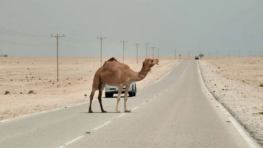 شترهای سرگردان دوباره در جاسک حادثه آفریدند